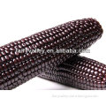 Chinese Hybrid F1 Corn Seed Companies All Varieties Of Corn Seeds For Sale